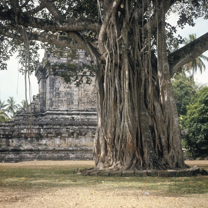 ‘Trees pray for us’